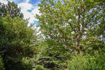 Obraz premium trees in the forest