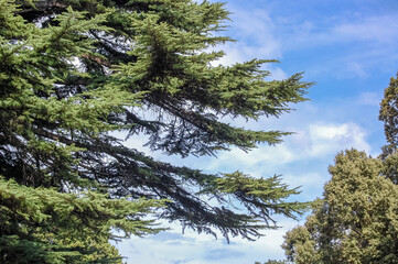 pine tree branches