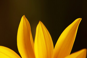 Nahaufnahme von gelben Blütenblättern