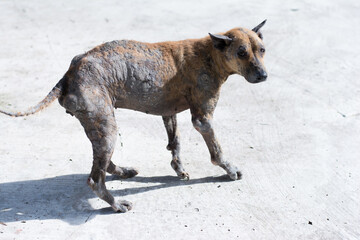 Stray dog on the street