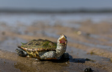 Diamondback Terrapin saying HELLO!
-Cape Cod National Seashore, MA 