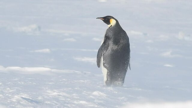 Emperor Penguin on the snow in Antarctica