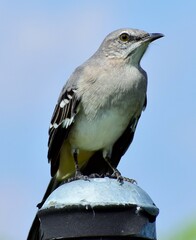Mockingbird perched
