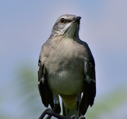 Mockingbird perched