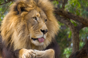 Lion tongue 
