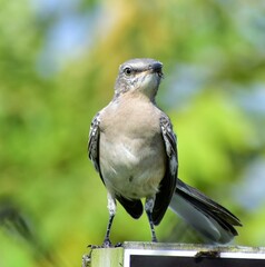 Mockingbird perched