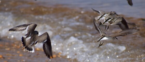 semipalmated sandpiper 