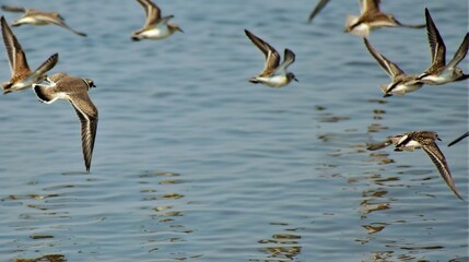 semipalmated sandpiper 