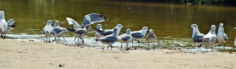 Seagulls at the shore