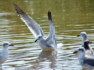Seagulls at the shore