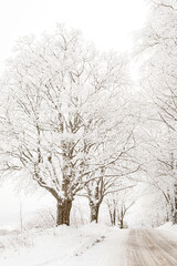 Fototapeta premium Hoar Frost