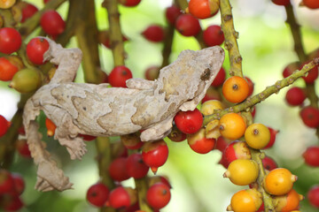 A Kuhl's flying gecko is sunbathing before starting his daily activities. This reptile has the...