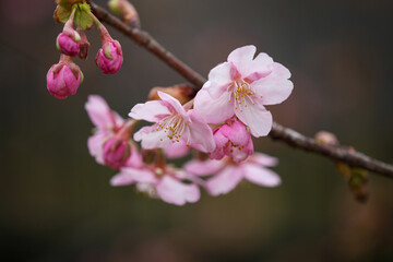 河津桜の花