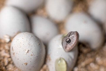 Eastern hognose snake hatching 