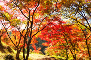 Fototapeta na wymiar Japanese autumn leaves attraction maple