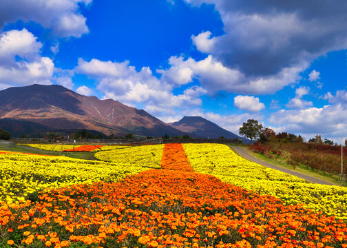 Japanese plateau flower field Kuju flower park