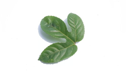 passion fruit leaf isolated on white background(Passiflora edulis)