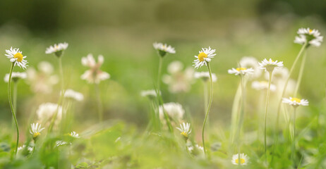 Romantic daisy scenery. Wide screen. Text space