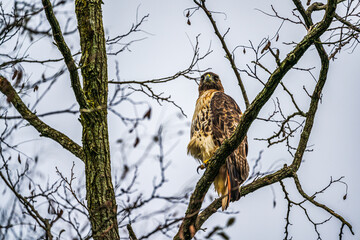 Obraz premium Red tailed hawk perched on branch in tree looking for prey 