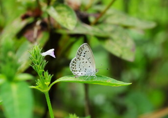 Pale Grass Blue butterfly in the rain (Tokyo, Japan)