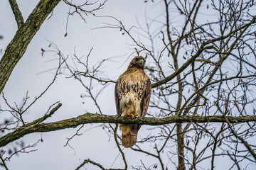 Red tailed hawk perched on branch in tree looking for prey 
