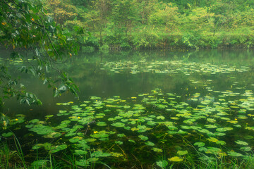 しっとりした雰囲気の池と自然