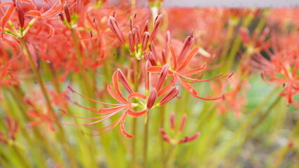 9月の連休に赤々と咲き誇る昼下がりの公園の彼岸花