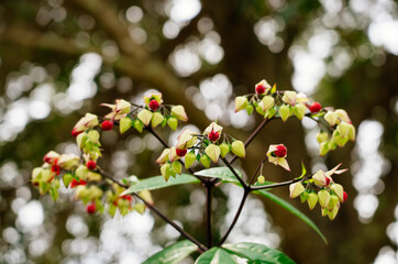 Clerodendrum thomsoniae flower in garden	
