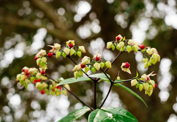 Clerodendrum thomsoniae flower in garden	

