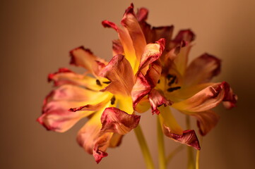 Fototapeta na wymiar The nature of the tulip