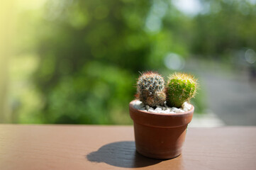 A pot of a small cactus which is an ornamental plant.light fair.