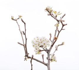 High key photo of white blossoms, blooming at the start of spring