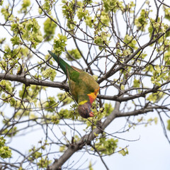 Rainbow lorikeet feeding on new tree shoots growing in spring