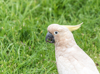 Close up of a sulphur crested cockatoo, in Adelaide, Australia