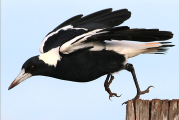 Black and white Australian Magpie leaping off a fence post about to fly off