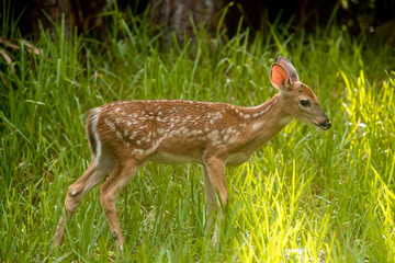 Deer. Spotted young baby deer. Wild Animals. Wildlife nature photography. Green grass with sunbeams on background. Concept for web site, news, posters or post card. High resolution photo. 