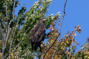 Young bald eagle, native American animal and American symbol 