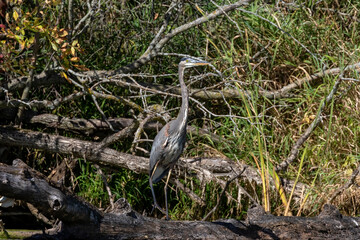 Great blue heron ( Ardea cinerea ) is the largest American heron hunting small fish, insect, rodents, reptiles, small mammals, birds and especially ducklings.