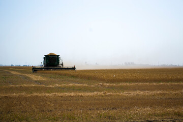Combine harvester harvests ripe wheat. agriculture
