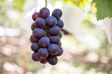 山梨の葡萄、巨峰