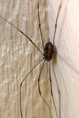 Big Spider on a Wall 