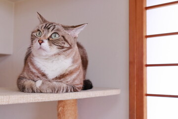 腕組みをして悩むトラ猫 考える