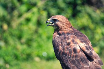 Red Tailed Hawk Close-Up: An extreme close-up view of the head and shoulders of a red tailed hawk...