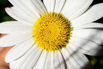 Close up of a Daisy 