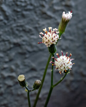 Flores e bot&otilde;es da suculenta Senecio peregrinus conhecida popularmente como colar de golfinhos