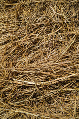 Hay dried straw