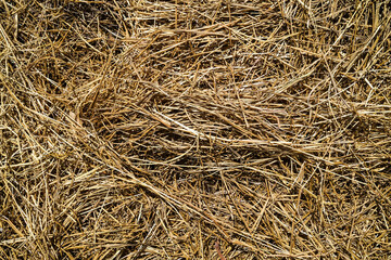 Hay dried straw