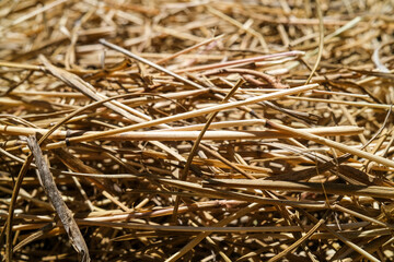 Hay dried straw
