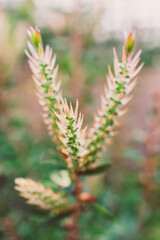 native Australian callistemon plant with flower buds outdoor in beautiful tropical backyard