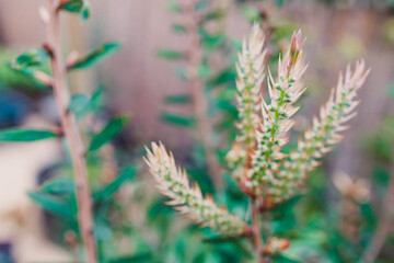 native Australian callistemon plant with flower buds outdoor in beautiful tropical backyard